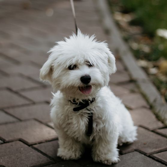 Toy Adult Maltese Dog Small Maltese dog sitting on pavement